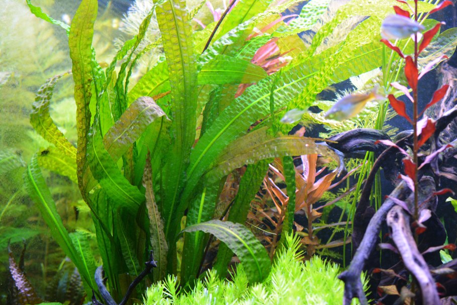 Апоногетон лонгиплюмулозус Aponogeton longiplumulosus