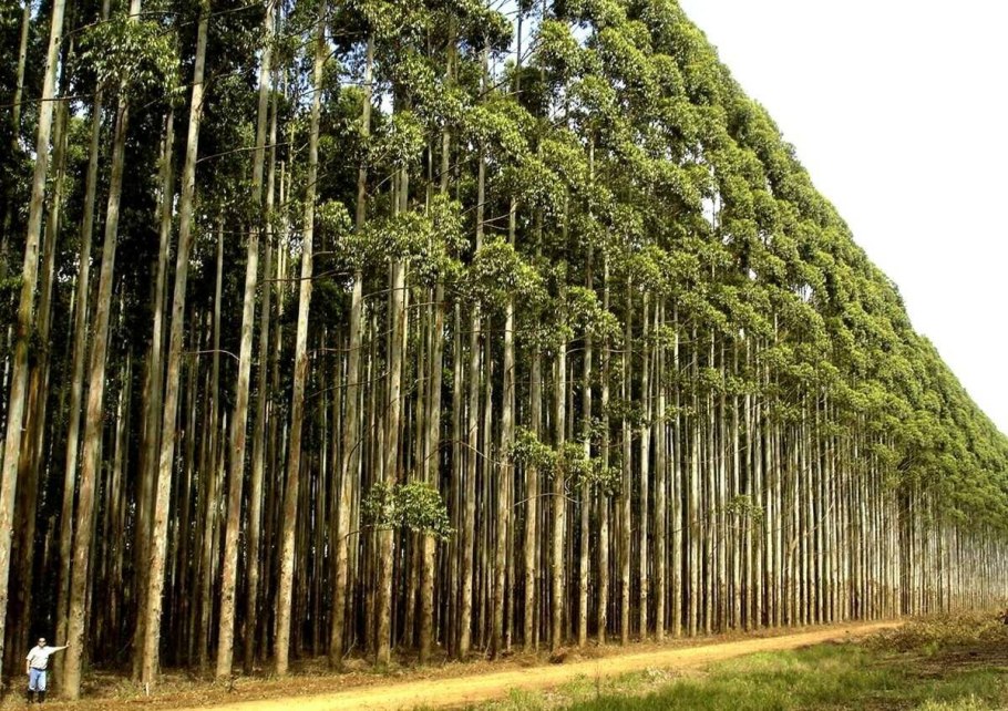 Сейба в Южной Америке