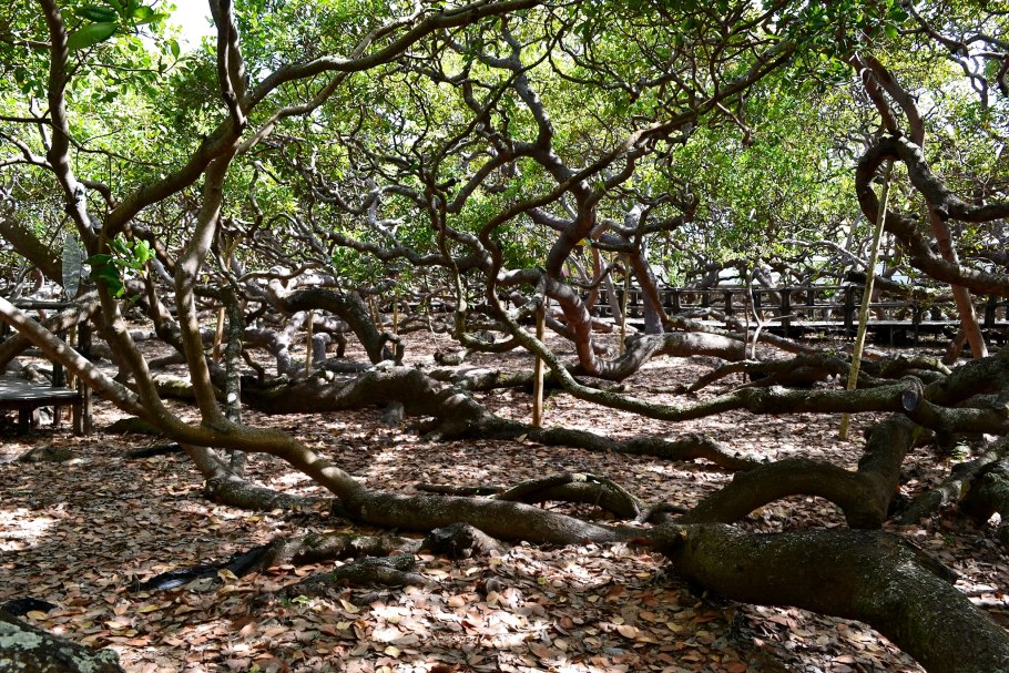 Дерево кешью в Бразилии