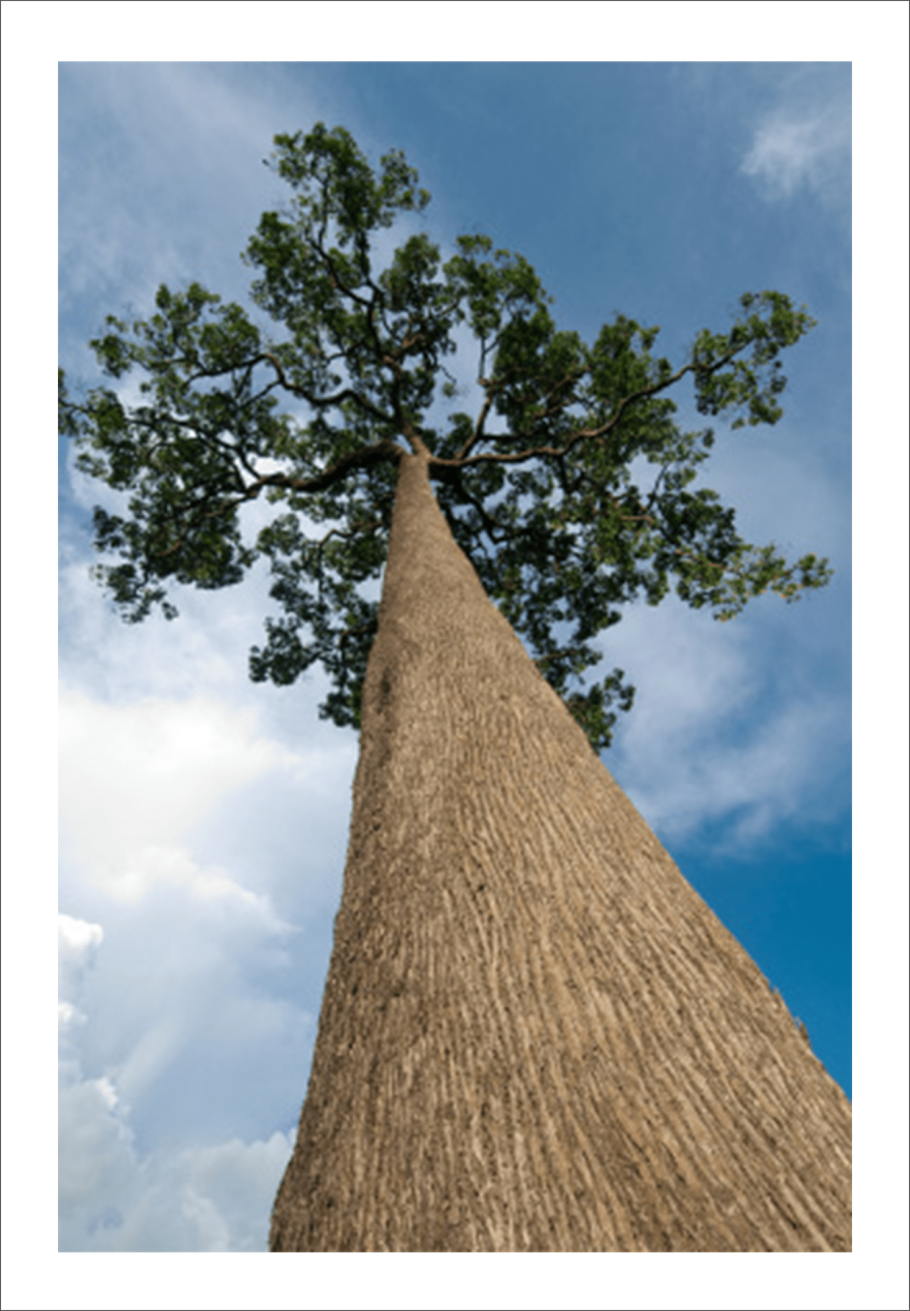 Таксодиум мексиканский