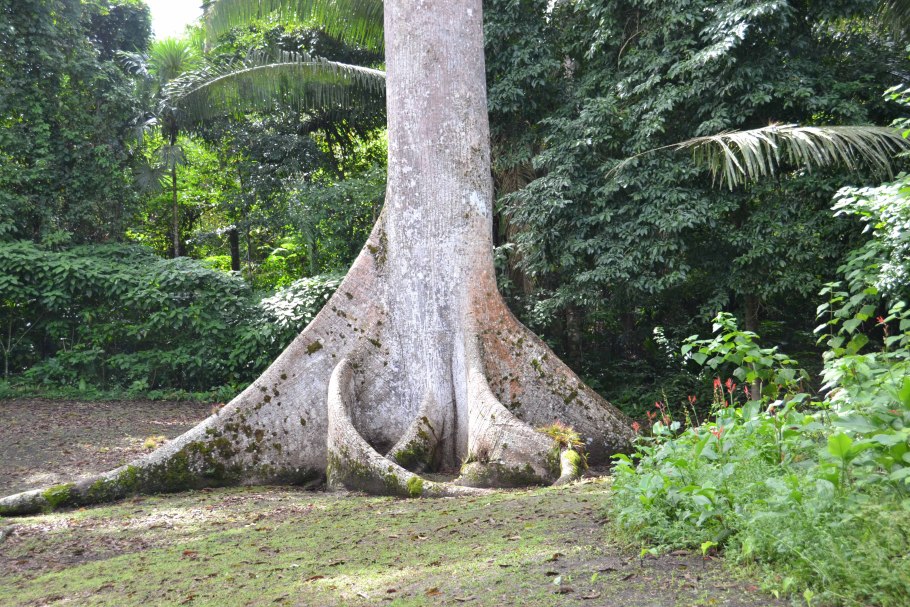 Дерево сейба