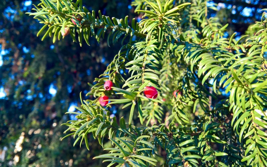 Тисс ягодный - Taxus baccata l