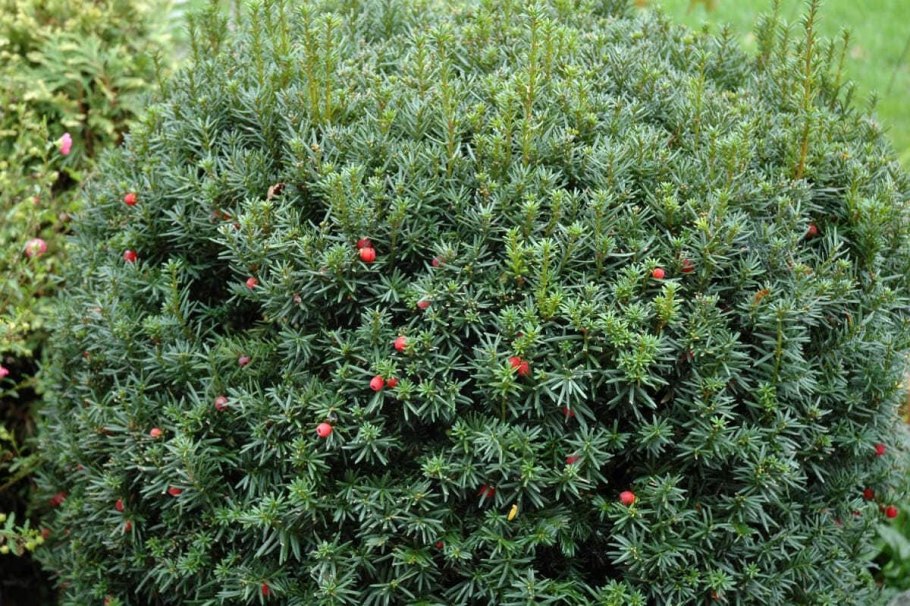 Тис ягодный (Taxus baccata David p9)
