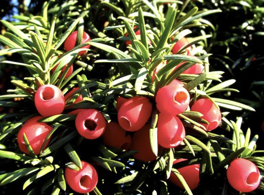 Тисс Taxus baccata