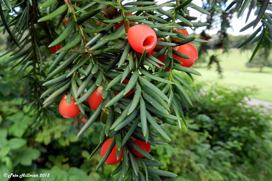 Дерево тис (Taxus)