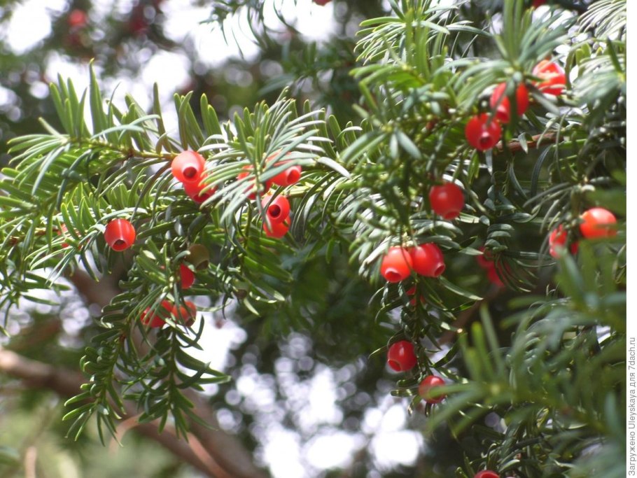 Тисс Taxus baccata