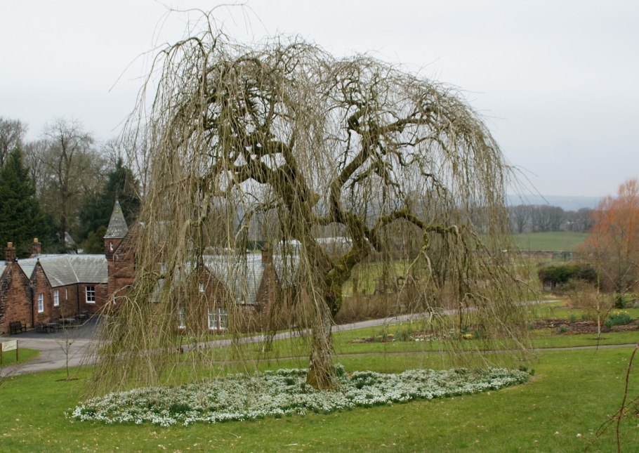 Плакучая Пальма
