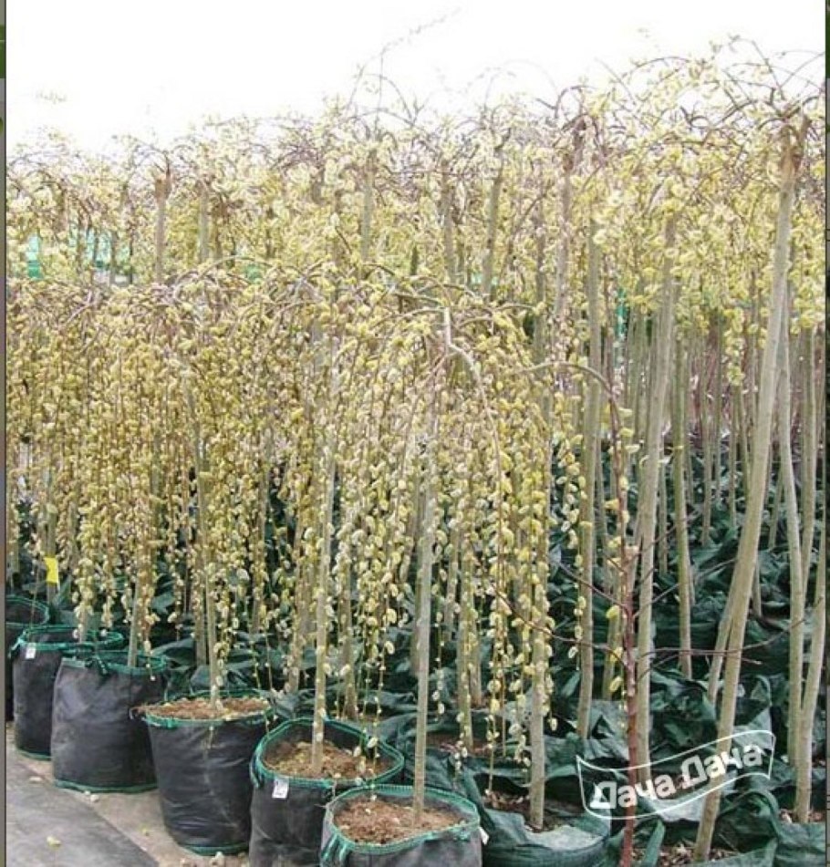 Ива Пендула