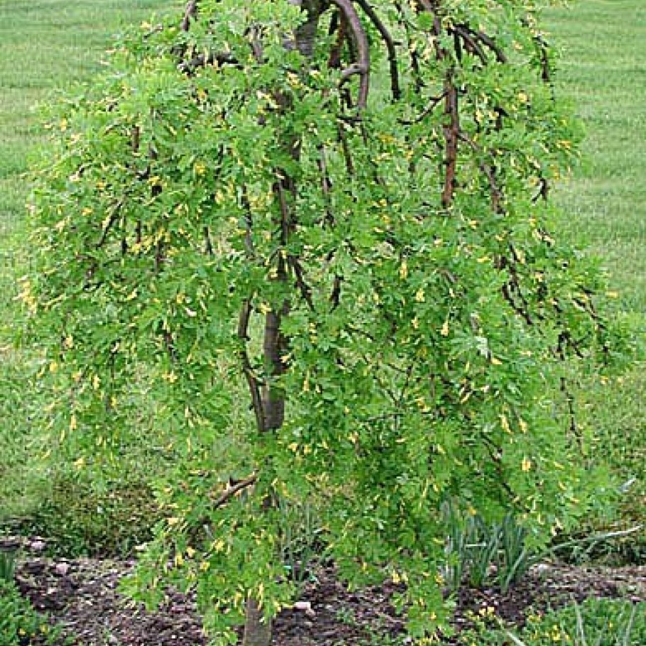 Лиственница Кемпфера Стифф Випер