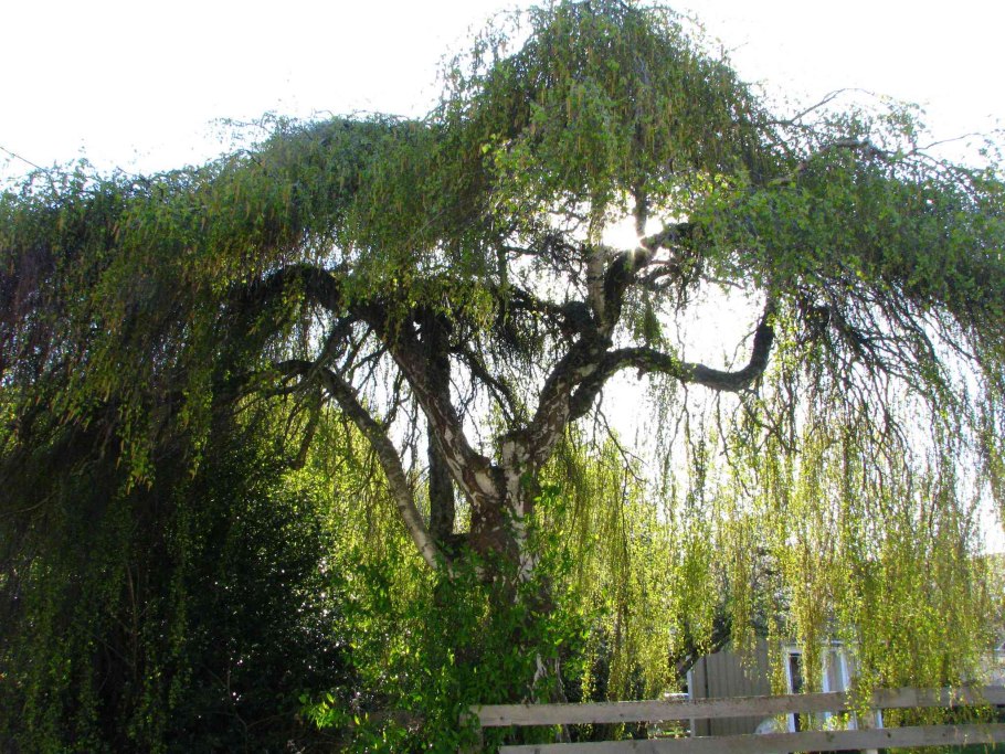 Ива цельнолистная Хакуро-нишики