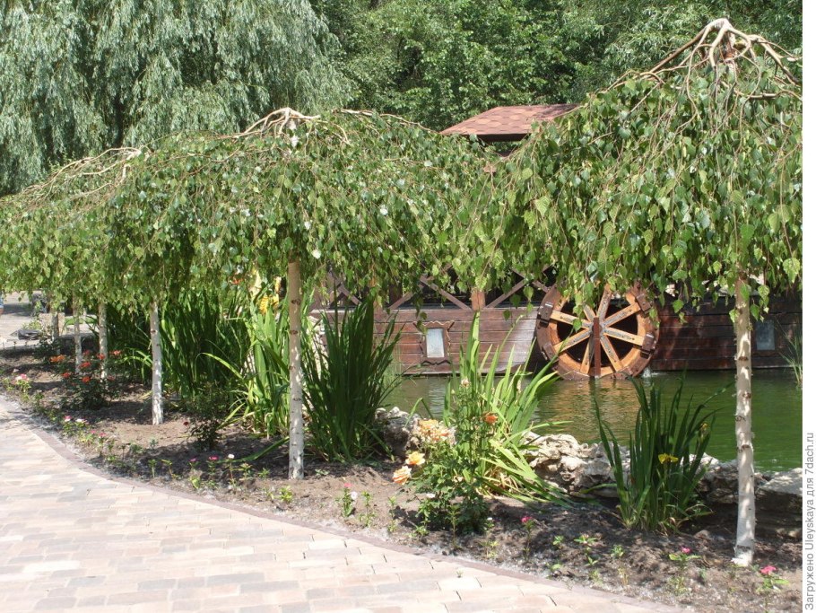 Лиственница европейская pendula