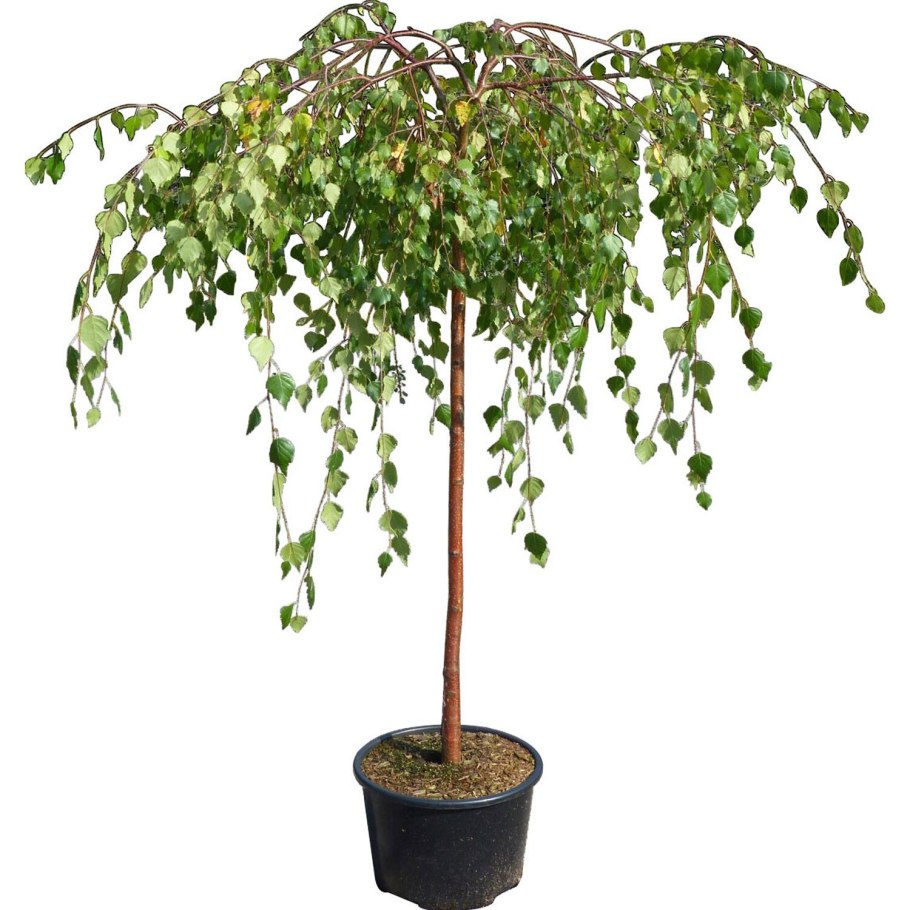 Ива плакучая повислая