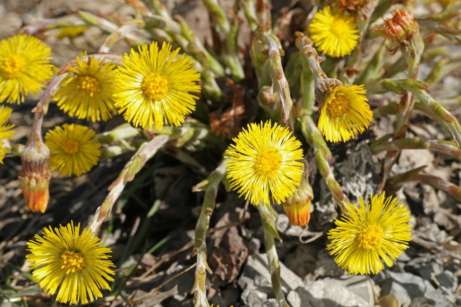 Мать-и-мачеха обыкновенная (Tussilago Farfara l.)