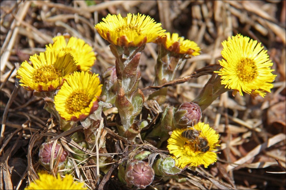 Астровые (Asteraceae)