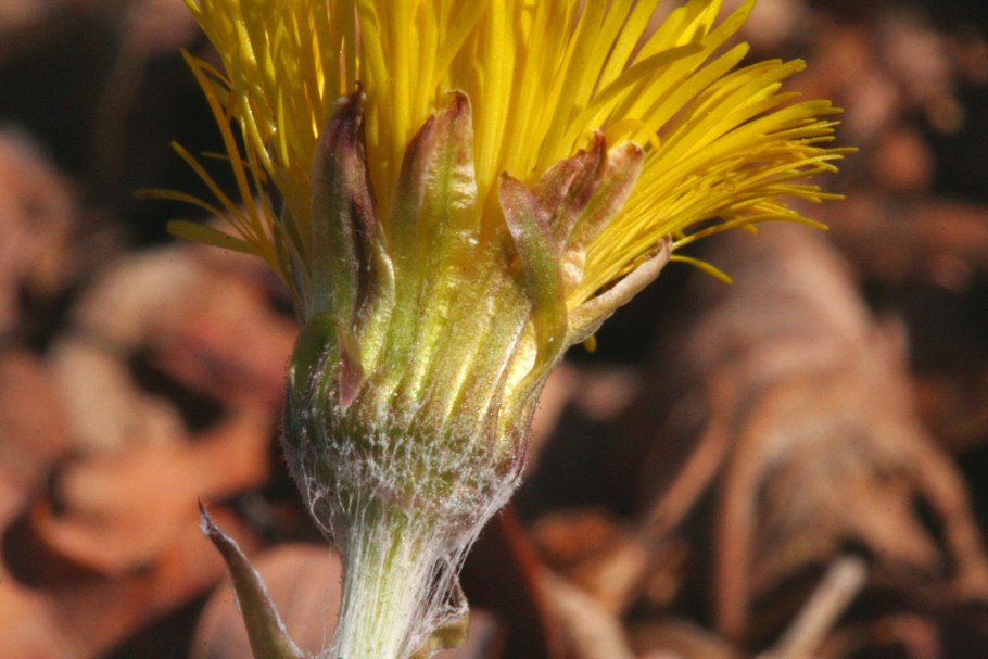 Tussilago Farfara root