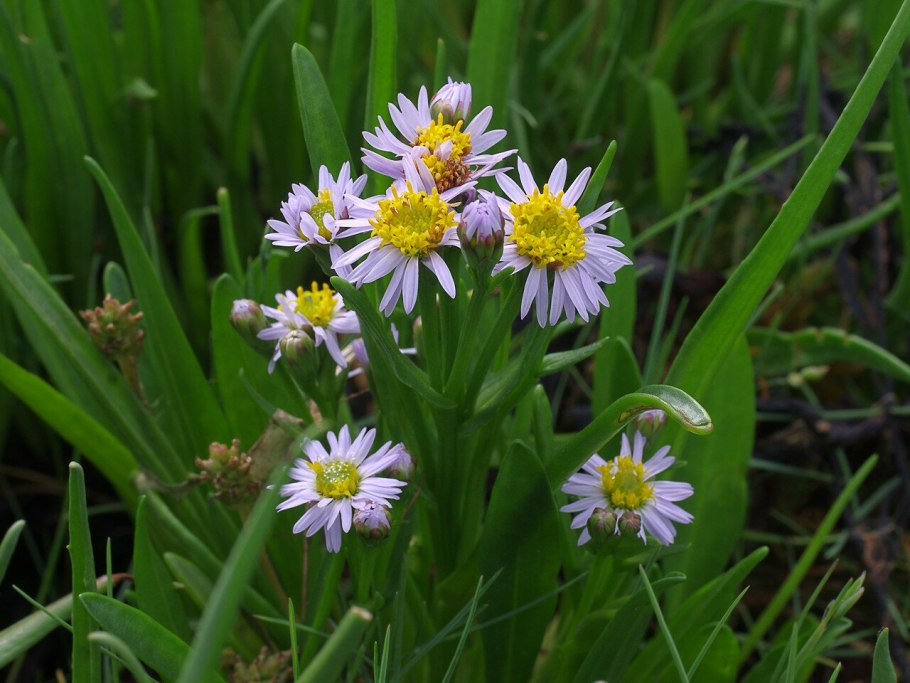 Астра солончаковая
