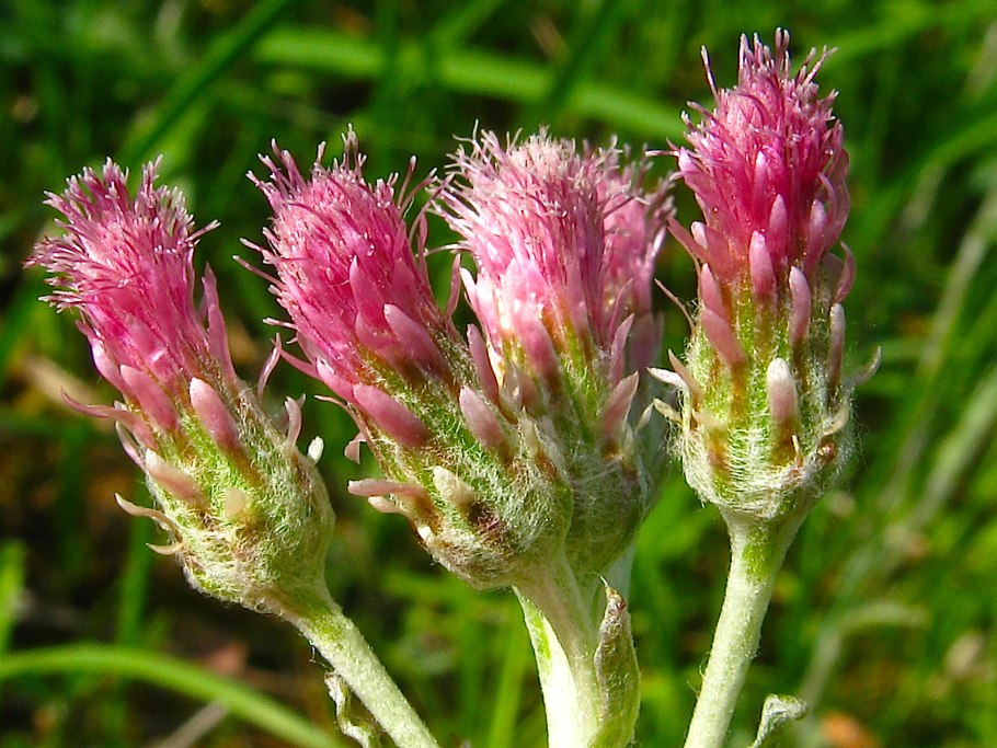 Антеннария двудомная Кошачья лапка