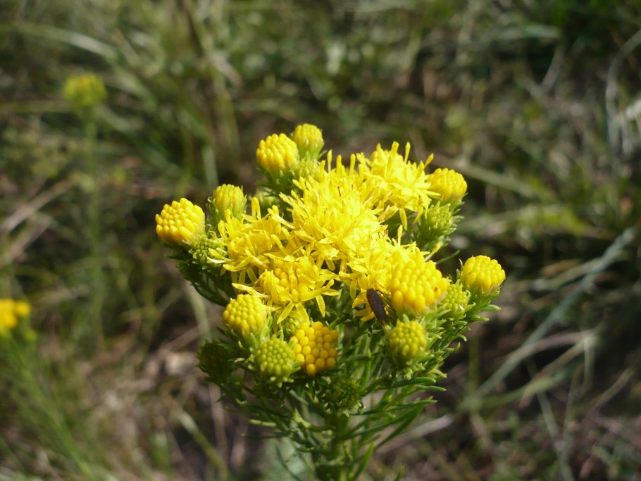 Какалия семейство: Астровые
