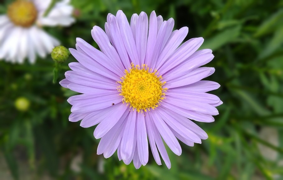 Сложноцветные растения Астра