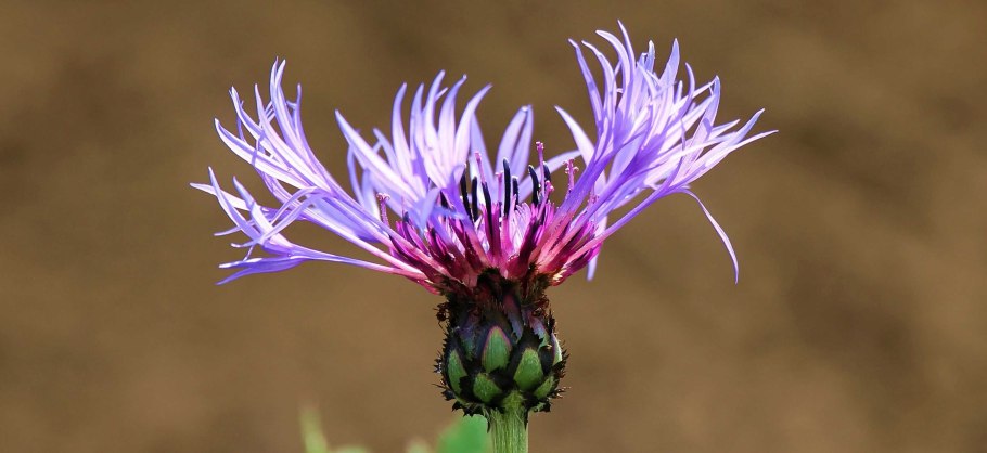 Лекарственные растения Тамбовской области