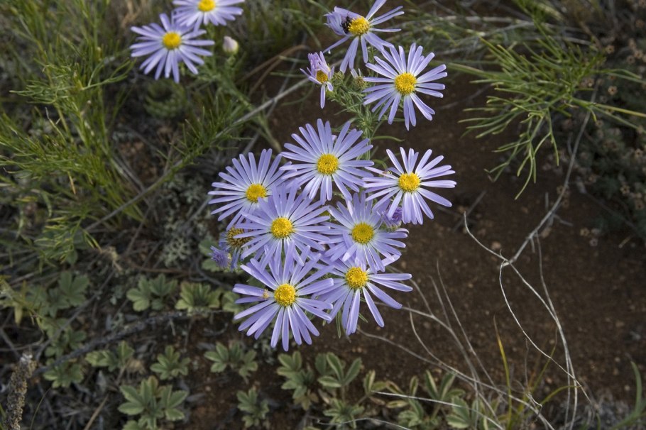 Гетеропаппус Байкальский
