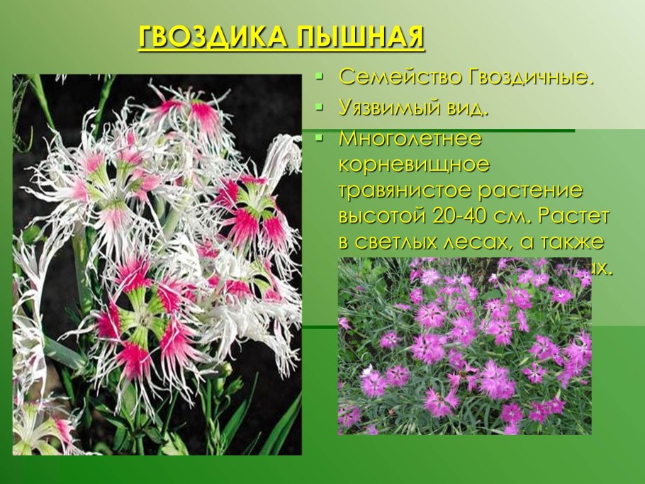 Астровые Алтай