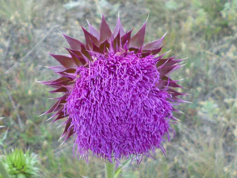 Пижма обыкновенная, Дикая Рябинка