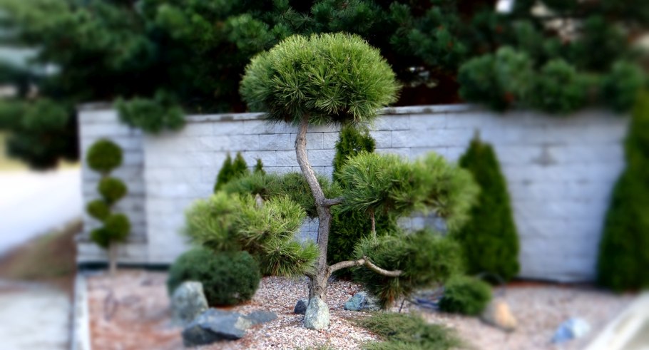 Лиственница японская Diana ниваки