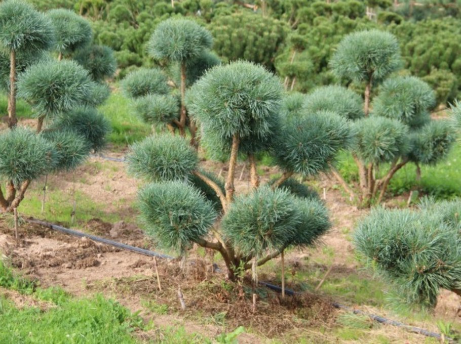 Сосна "Watereri" ниваки