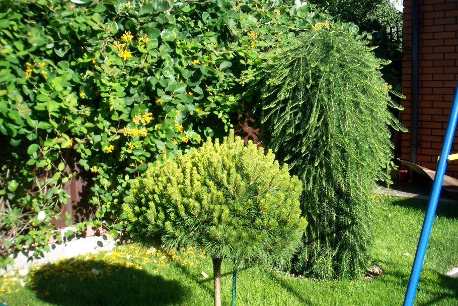 Лиственница плакучая Корник