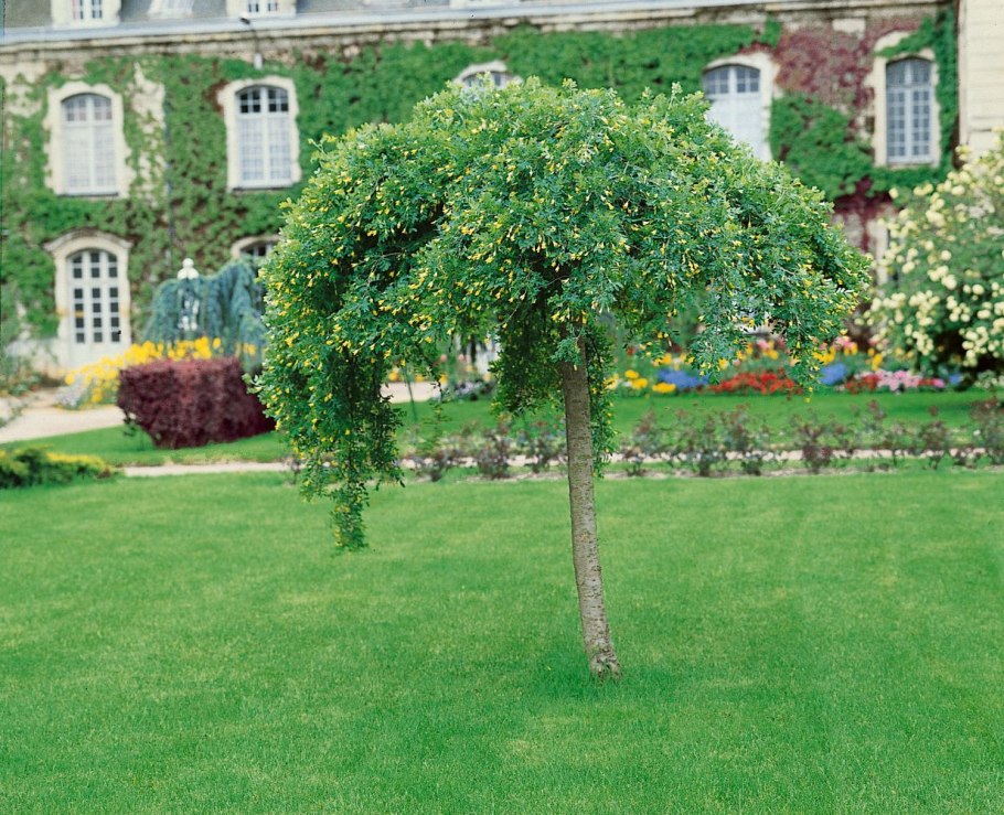 Карагана древовидная Пендула