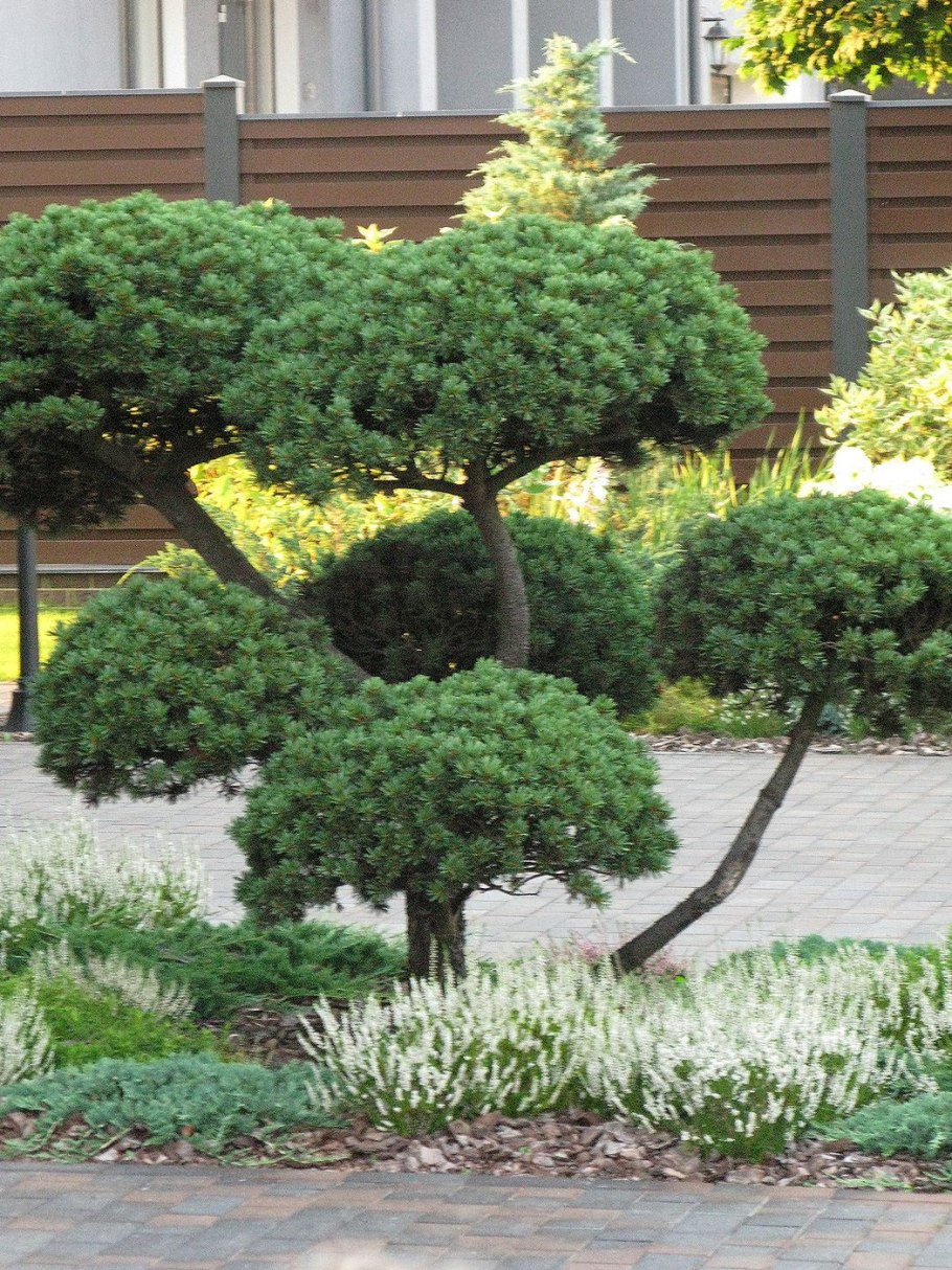 Криптомерия ниваки