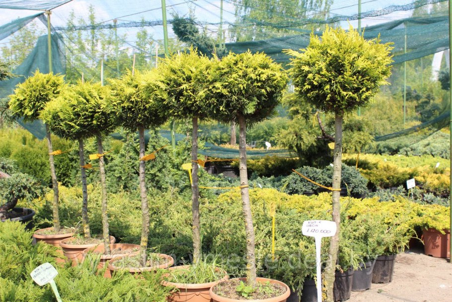 Кипарисовик штамбовый