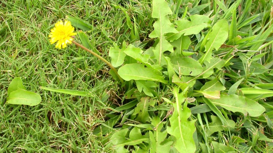 Корнеотпрысковые сорняки на поле