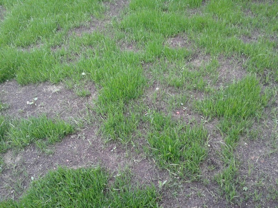 Проплешины на газоне