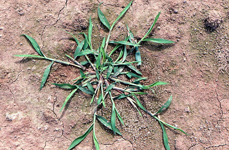 Росичка кроваво-красная