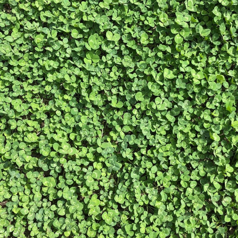 Микроклевер Пиполина