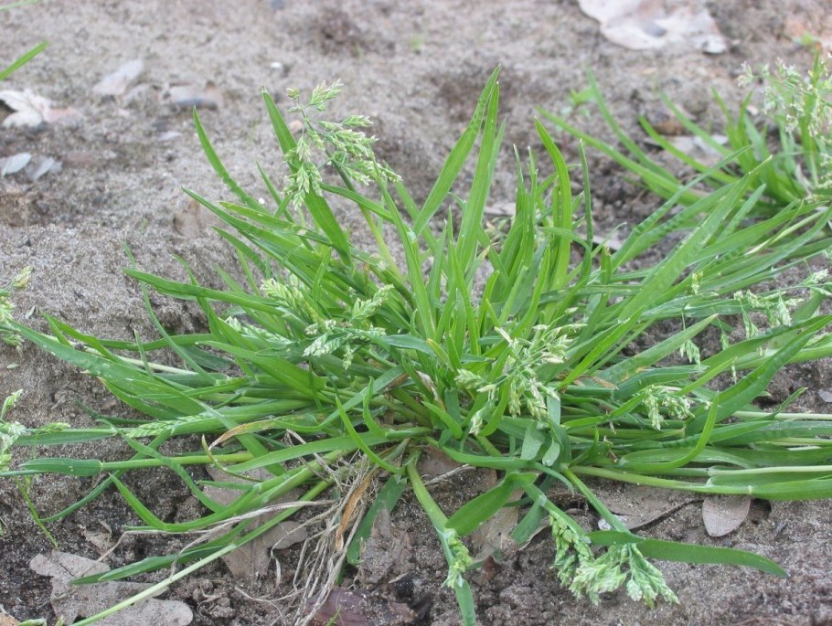 Мятлик однолетний (POA annua l.)