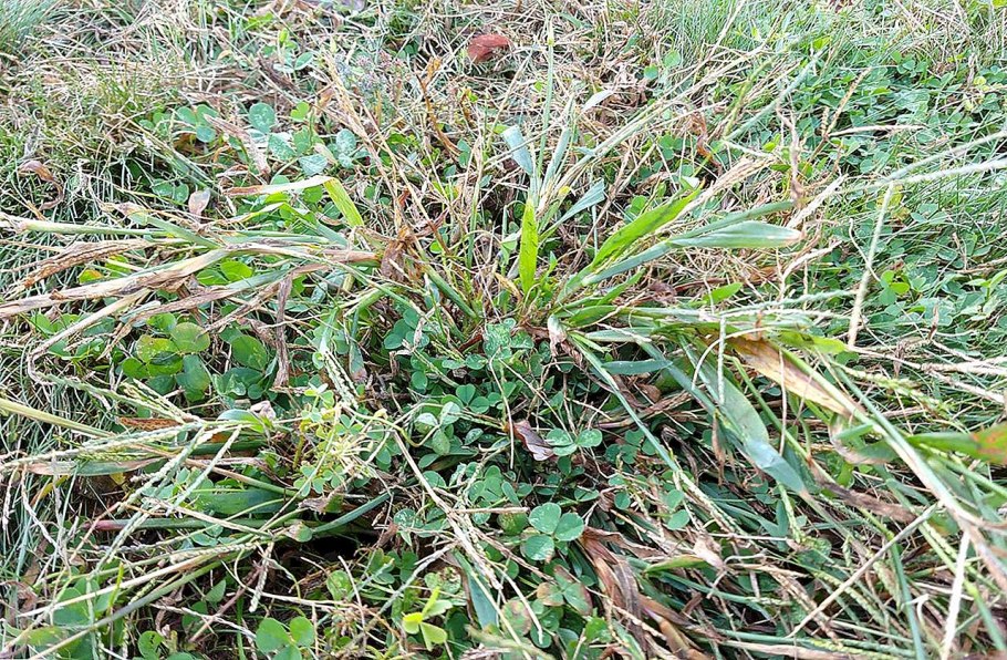 Белокоренка сорняк