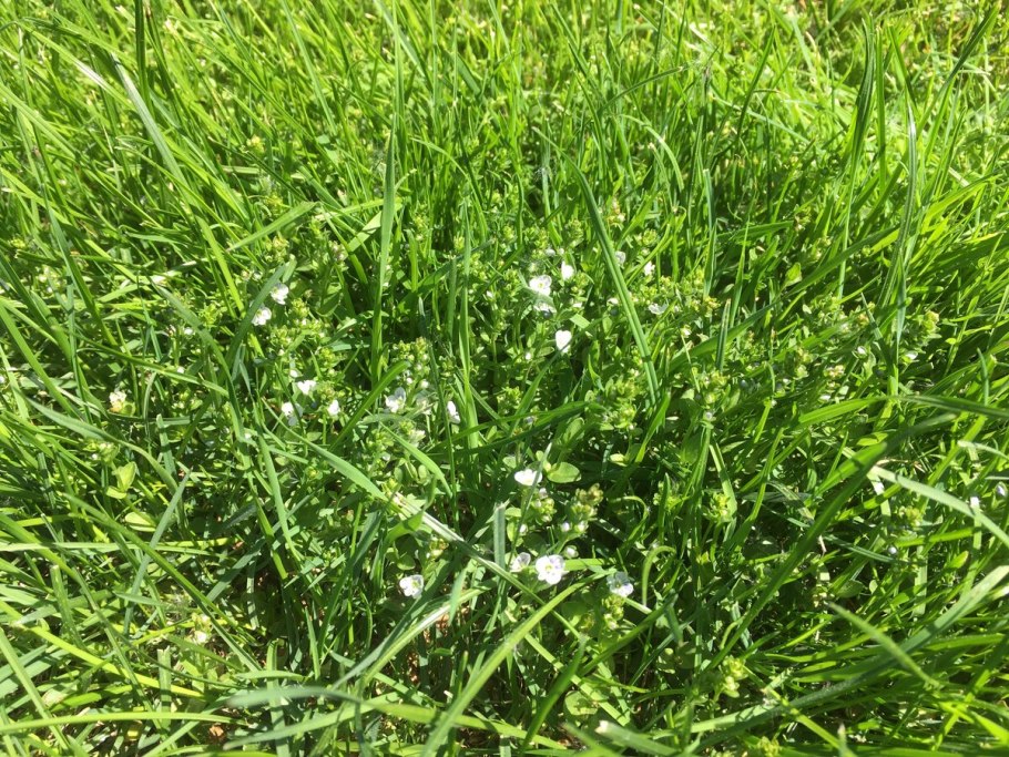 Осот . Пырей . Лебеда