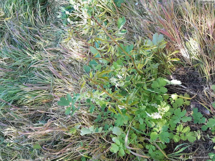 Ползучий сорняк монетчатый