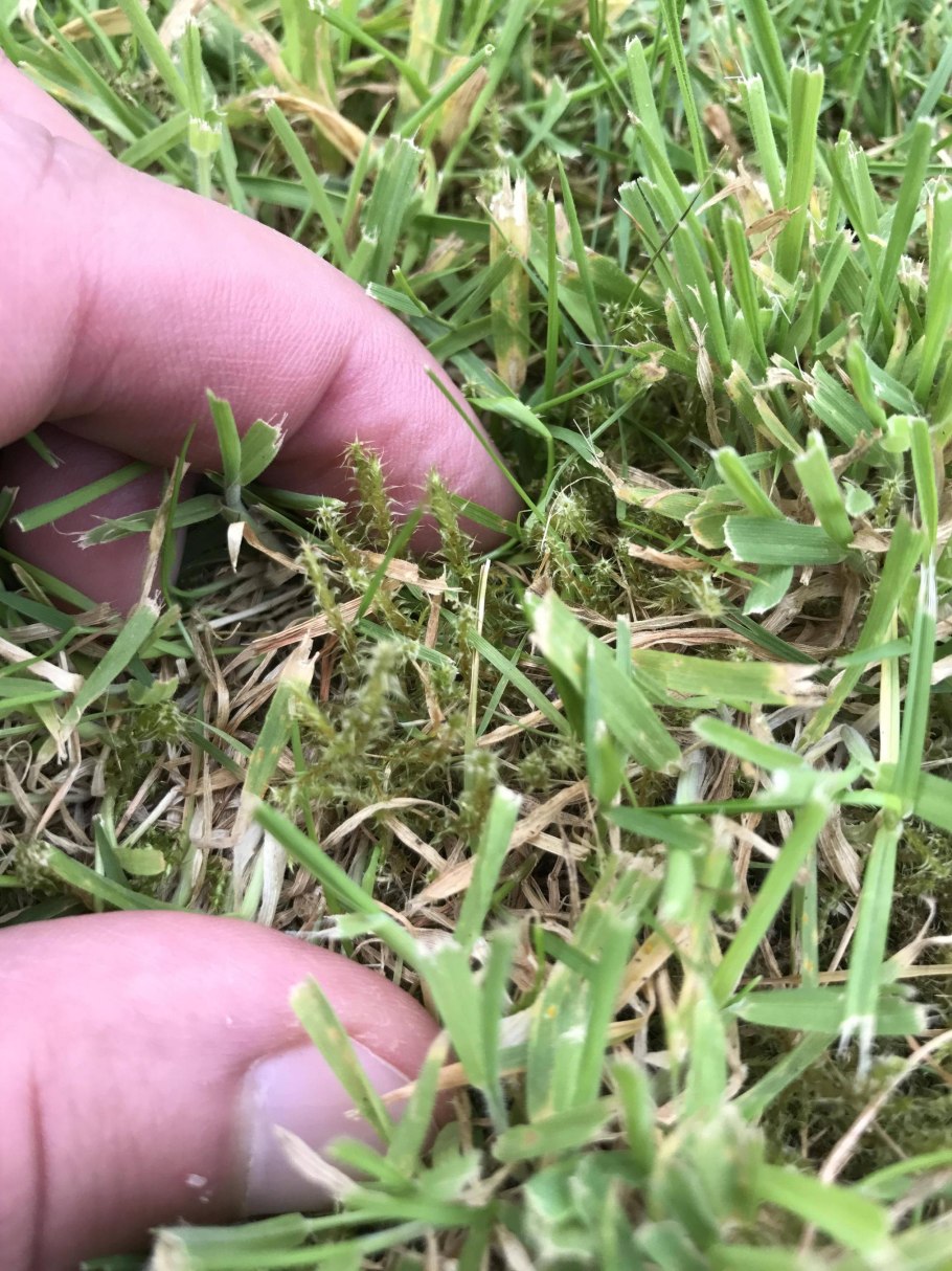 Сорная трава на газоне