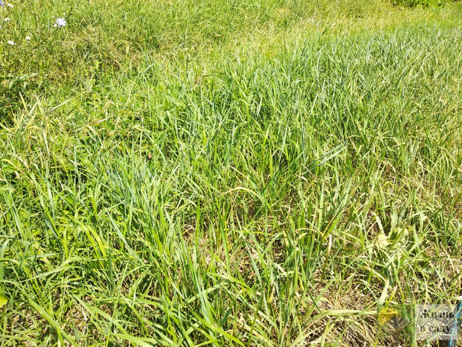 Огородный сорняк ползучий пырей