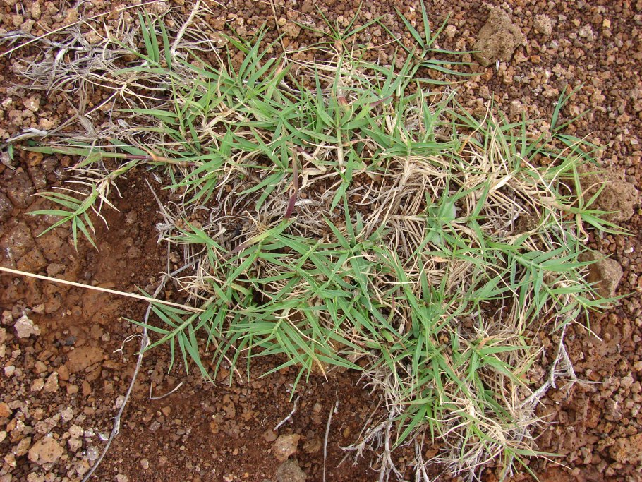 Свинорой пальчатый сорняк