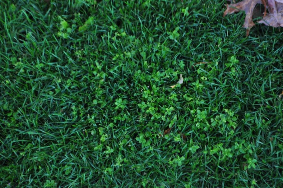 Мятлик Луговой, микроклевер