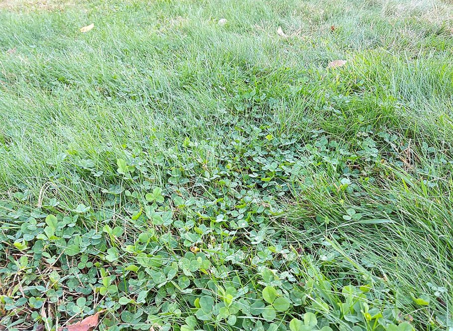 Сорняки на газоне ползучие