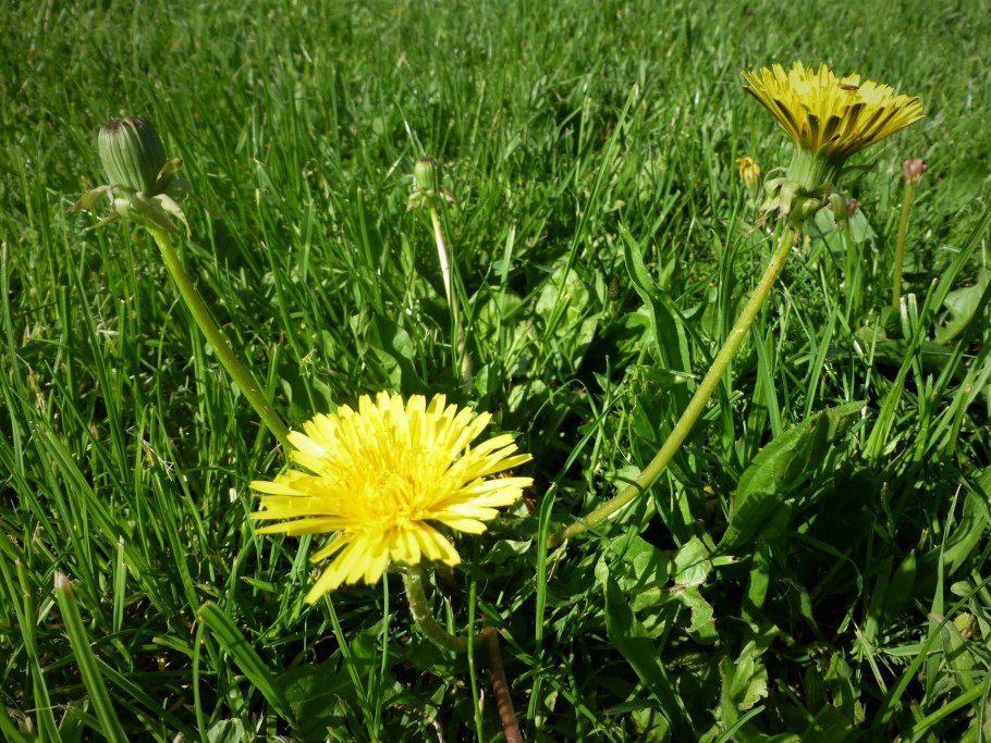 Одуванчики сорняки борьба