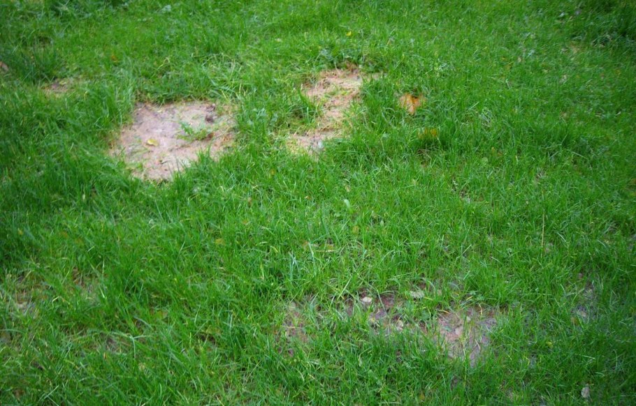 Газонная трава похожая на мох