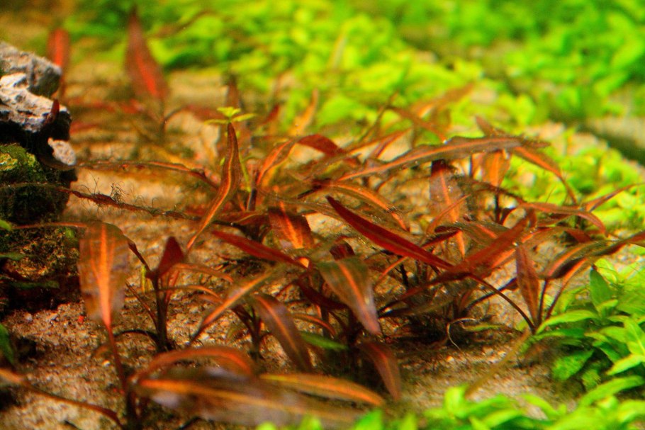 Криптокорина лагенандра