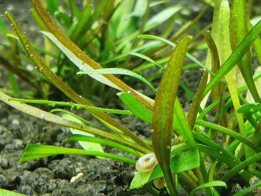 Криптокорина родственная аффинис